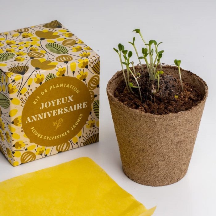 Joyeux anniversaire, kit de plantation de fleurs sylvestres jaunes